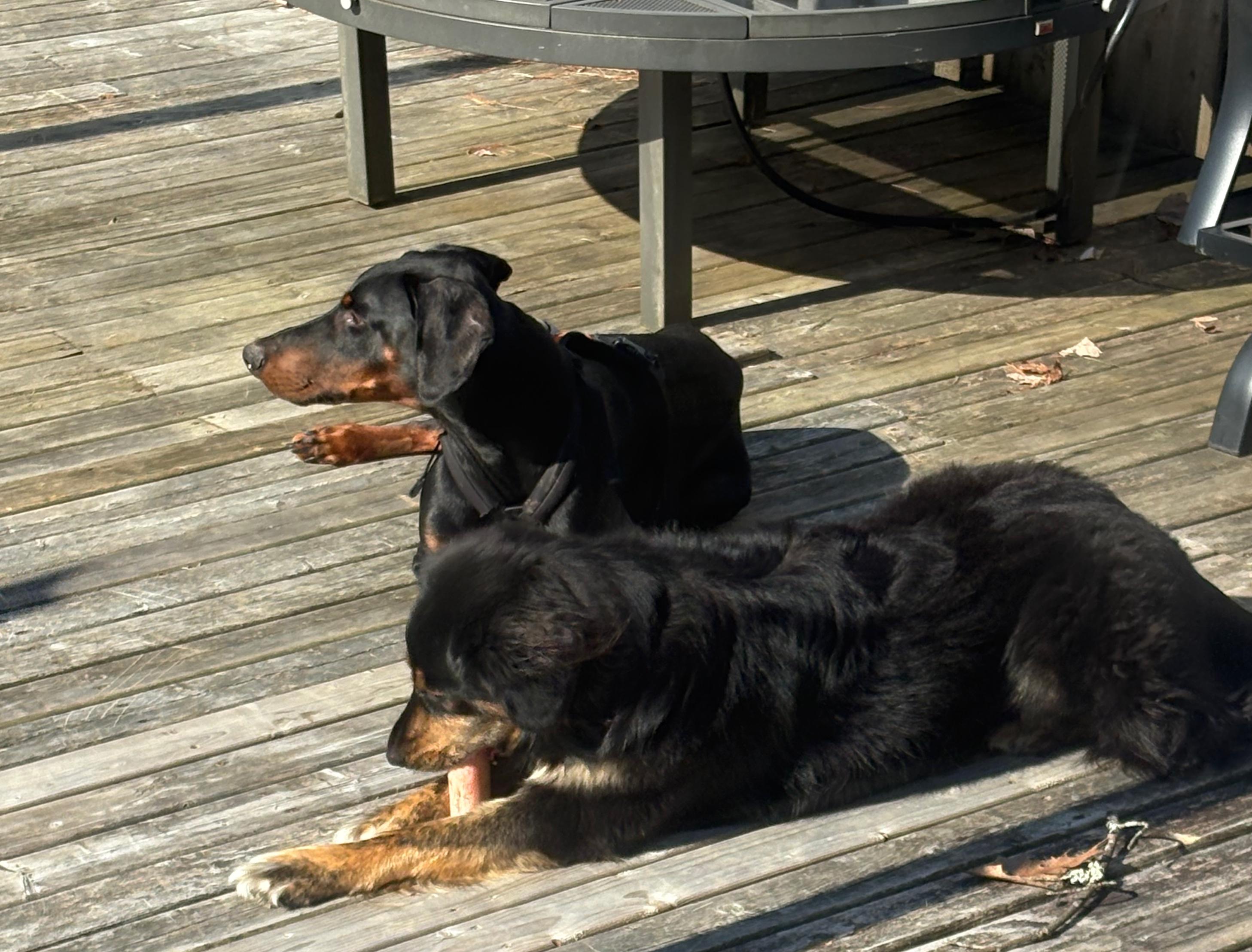 Enlarge Tucker - Special needs, a ADOPTABLE Doberman Pinscher in St Stephen, NB image 5/5