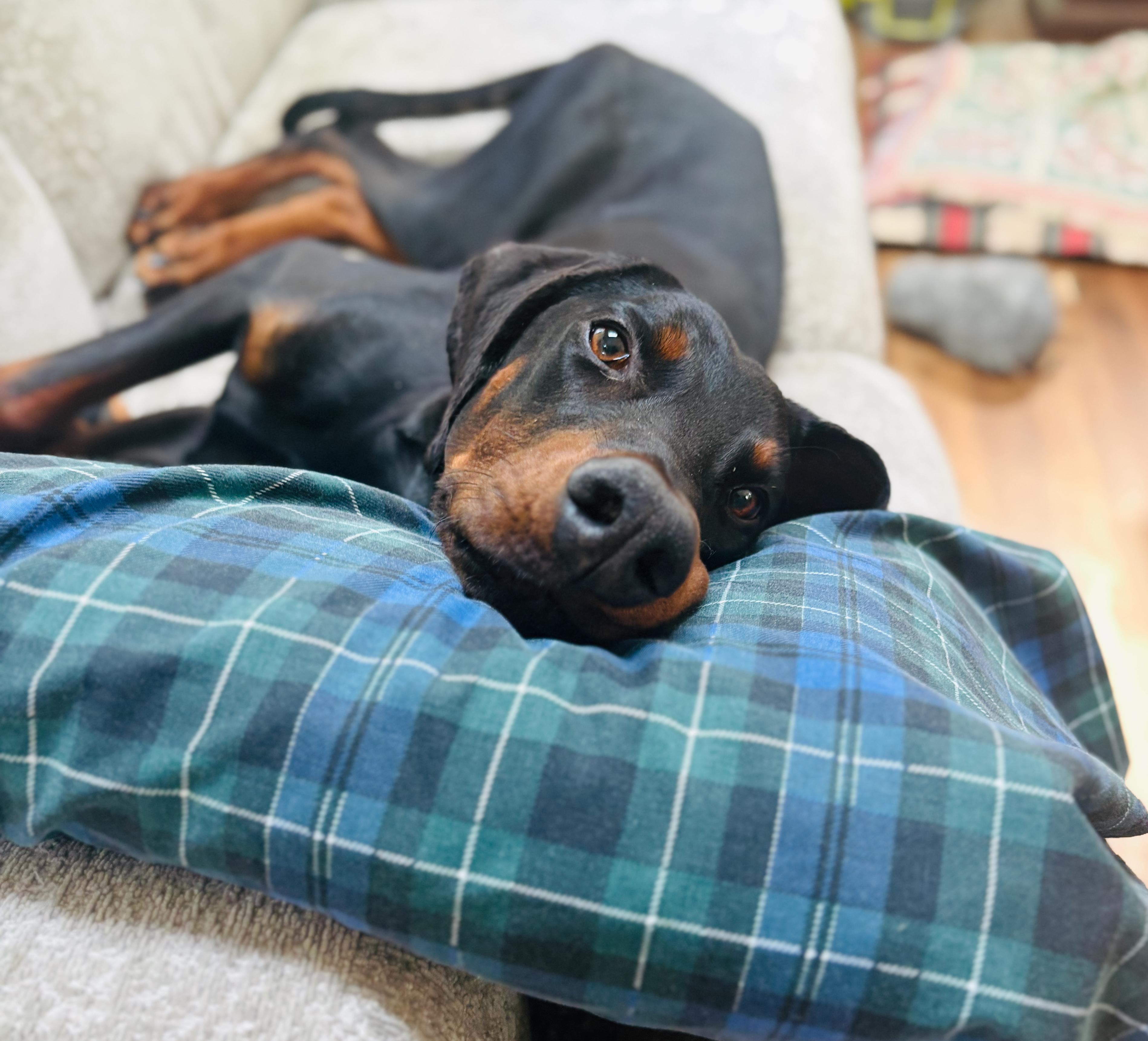 Tucker - Special needs, ADOPTABLE, Adult Male Doberman Pinscher.