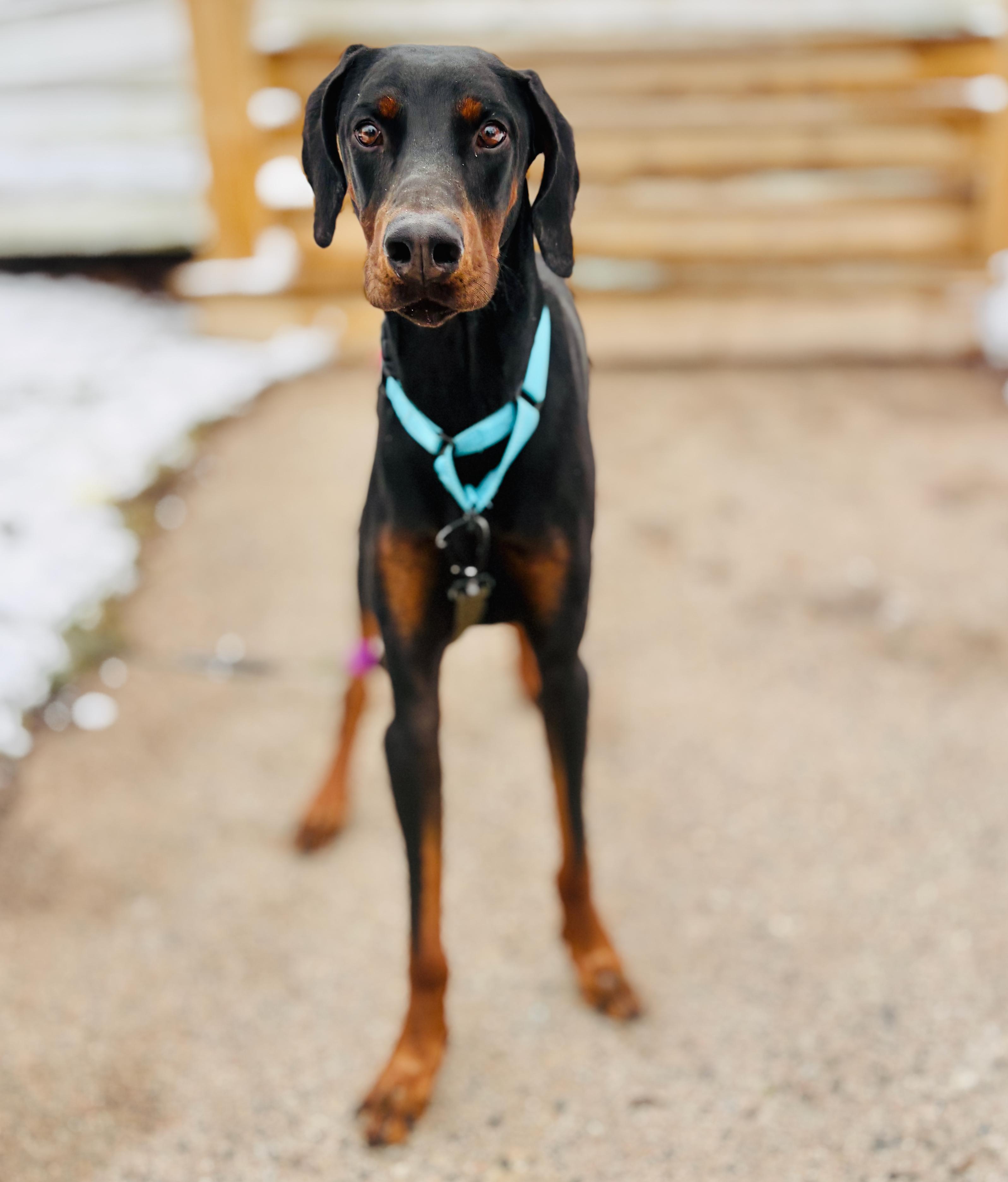 Tucker - Medical hold, can you help?, ADOPTABLE, Adult Male Doberman Pinscher.