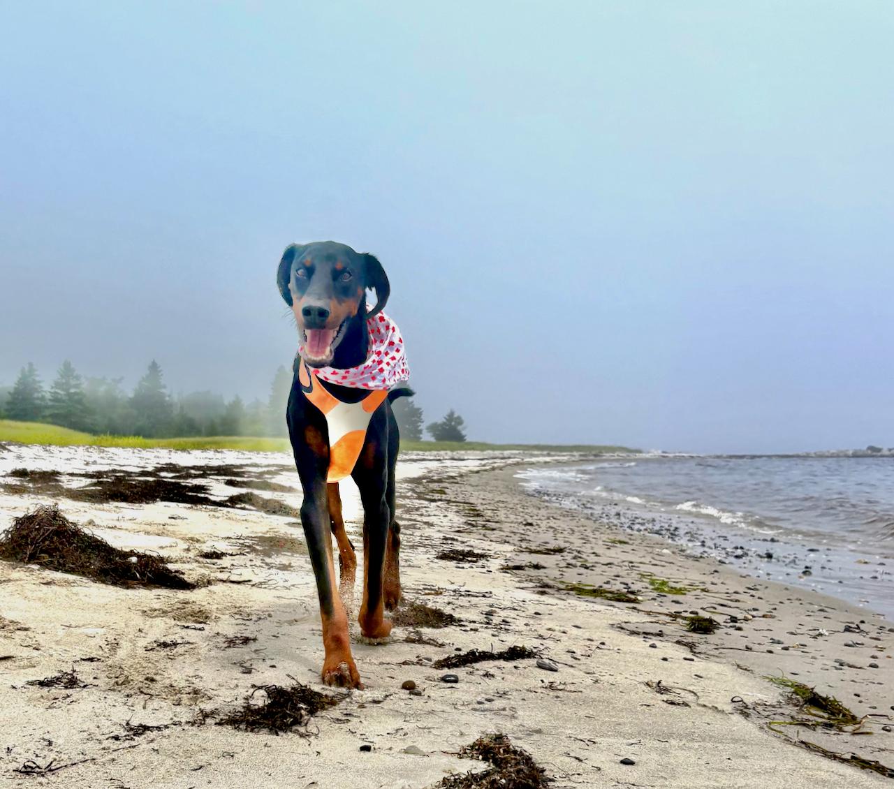 Tucker - Special needs, ADOPTABLE, Adult Male Doberman Pinscher.
