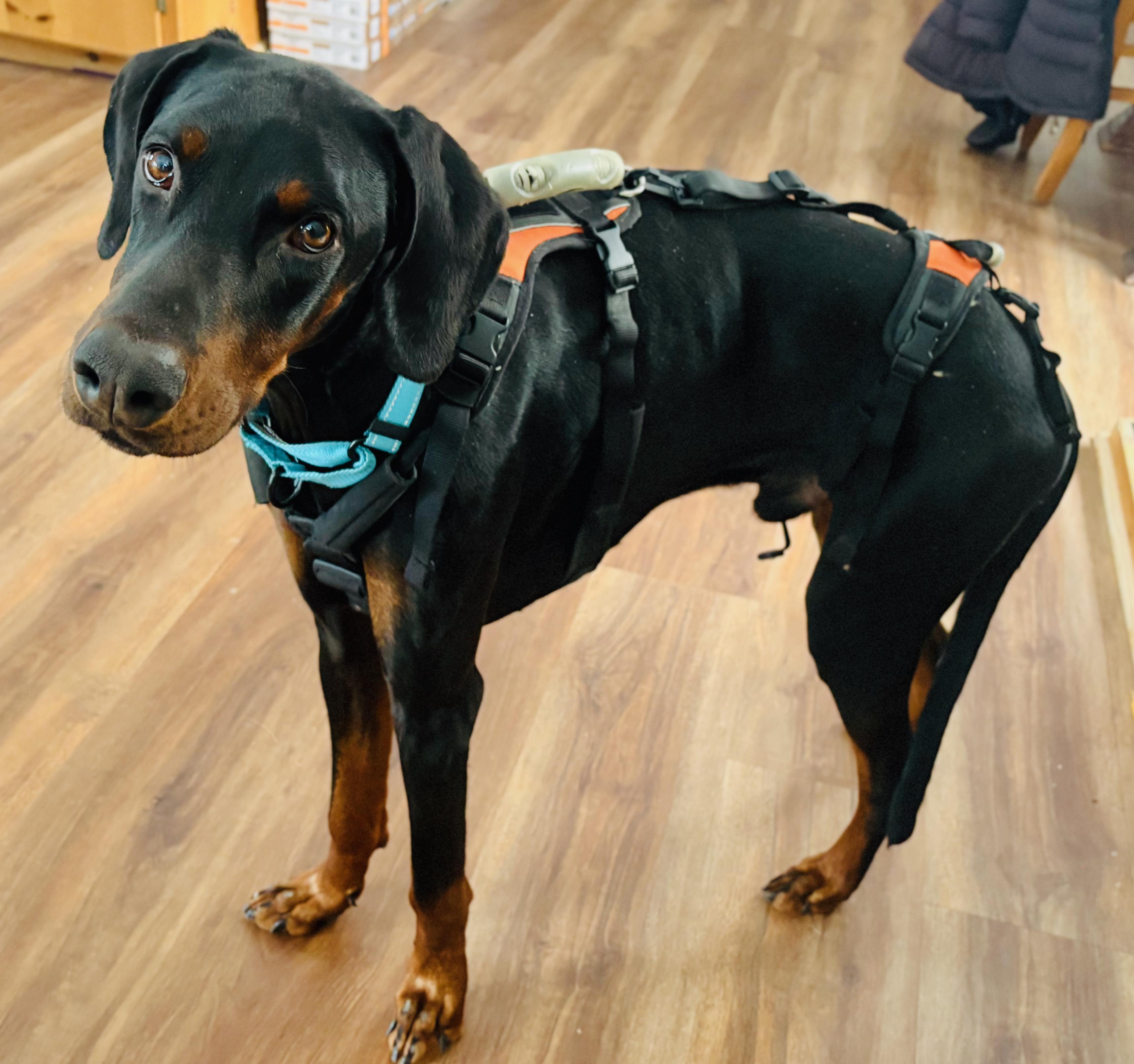 Tucker - Medical hold, can you help?, a ADOPTABLE Doberman Pinscher image 2/2