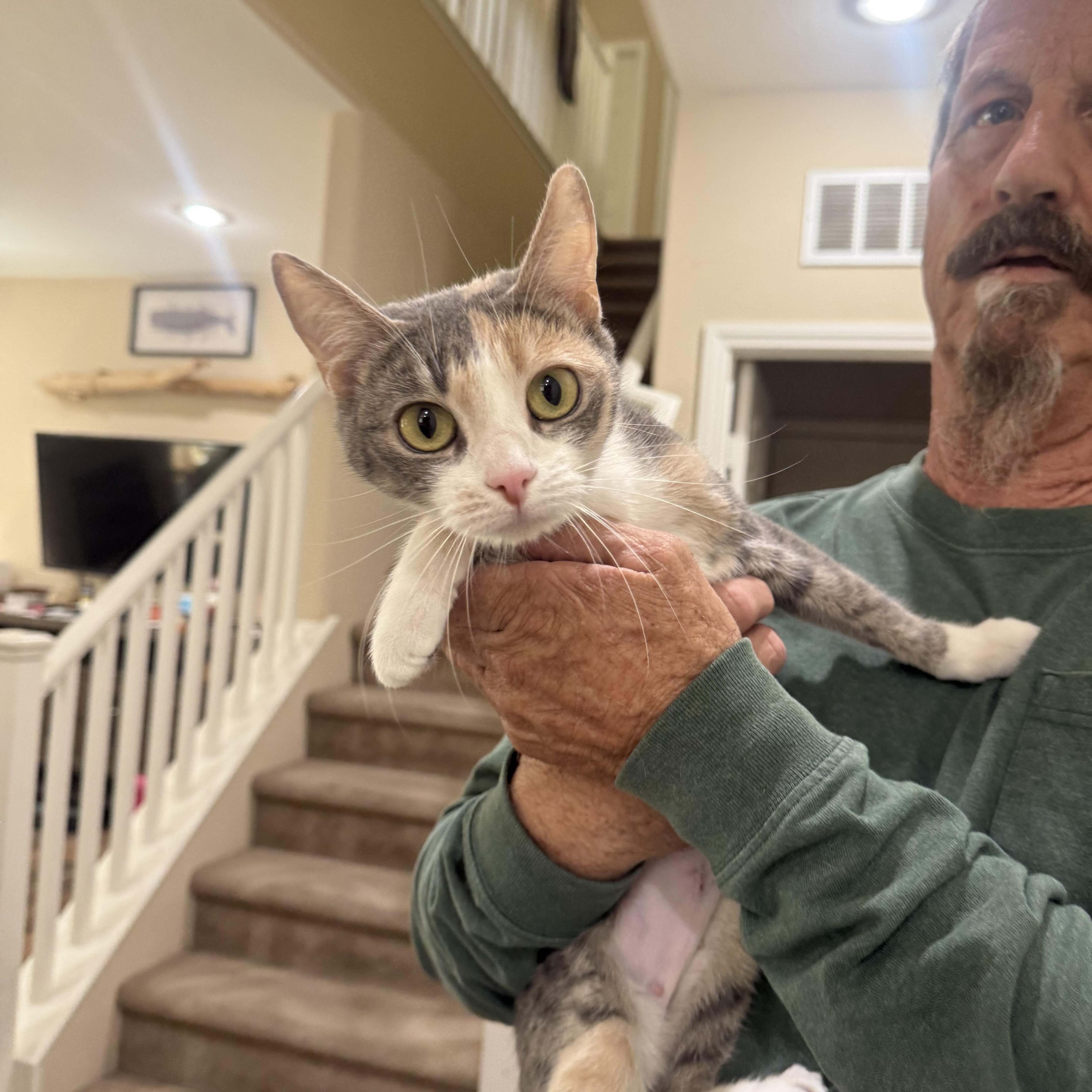 Penny, ADOPTABLE, Young Female Dilute Calico.