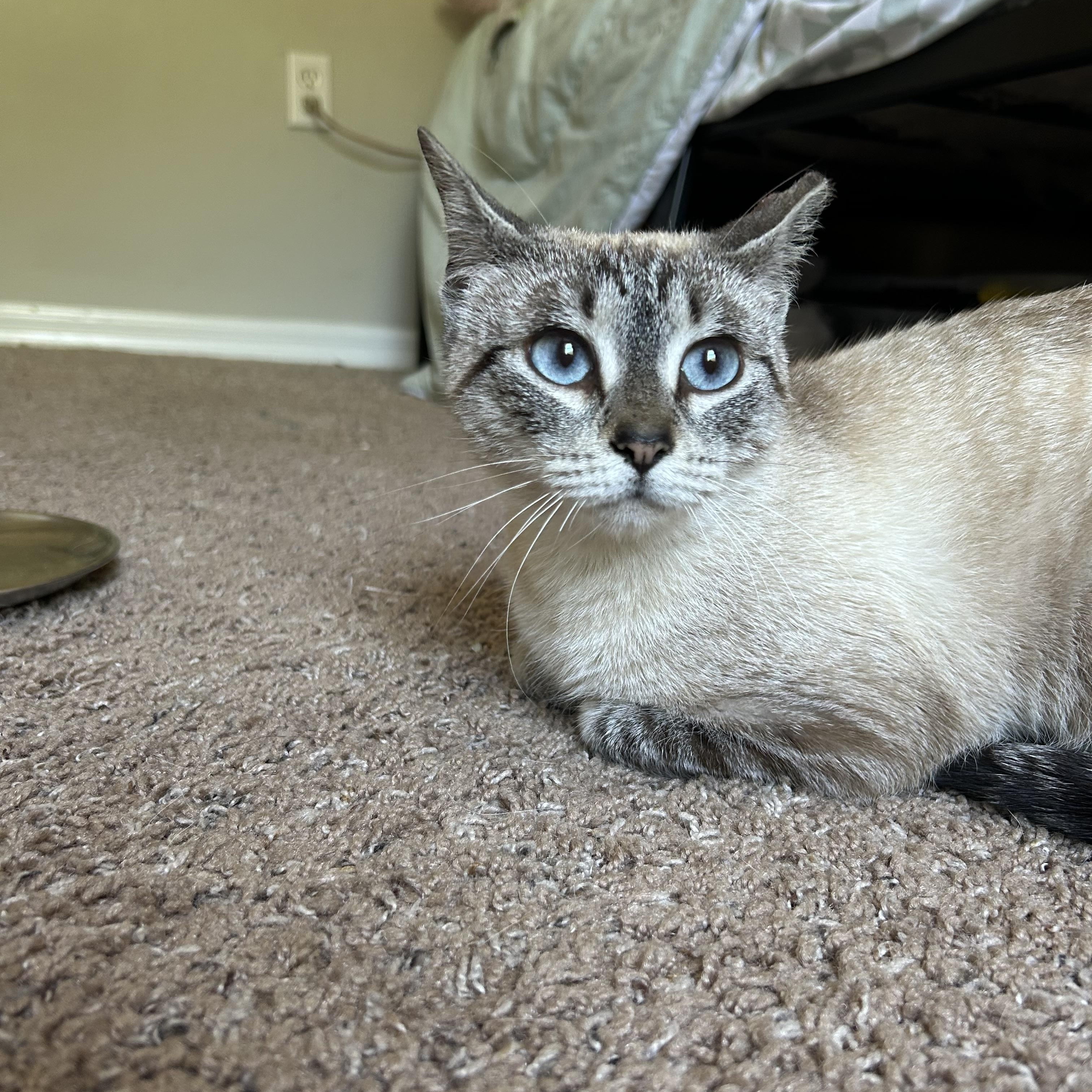 Lulu =^.^=