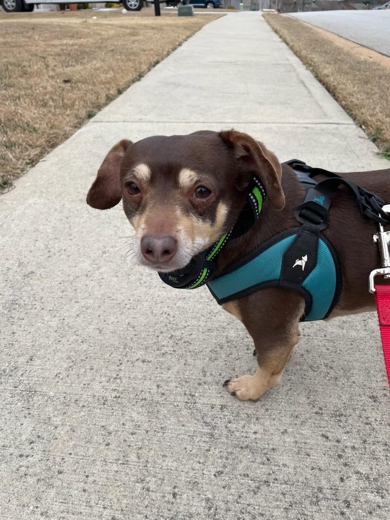 Brownie, ADOPTABLE, Adult Male Dachshund.