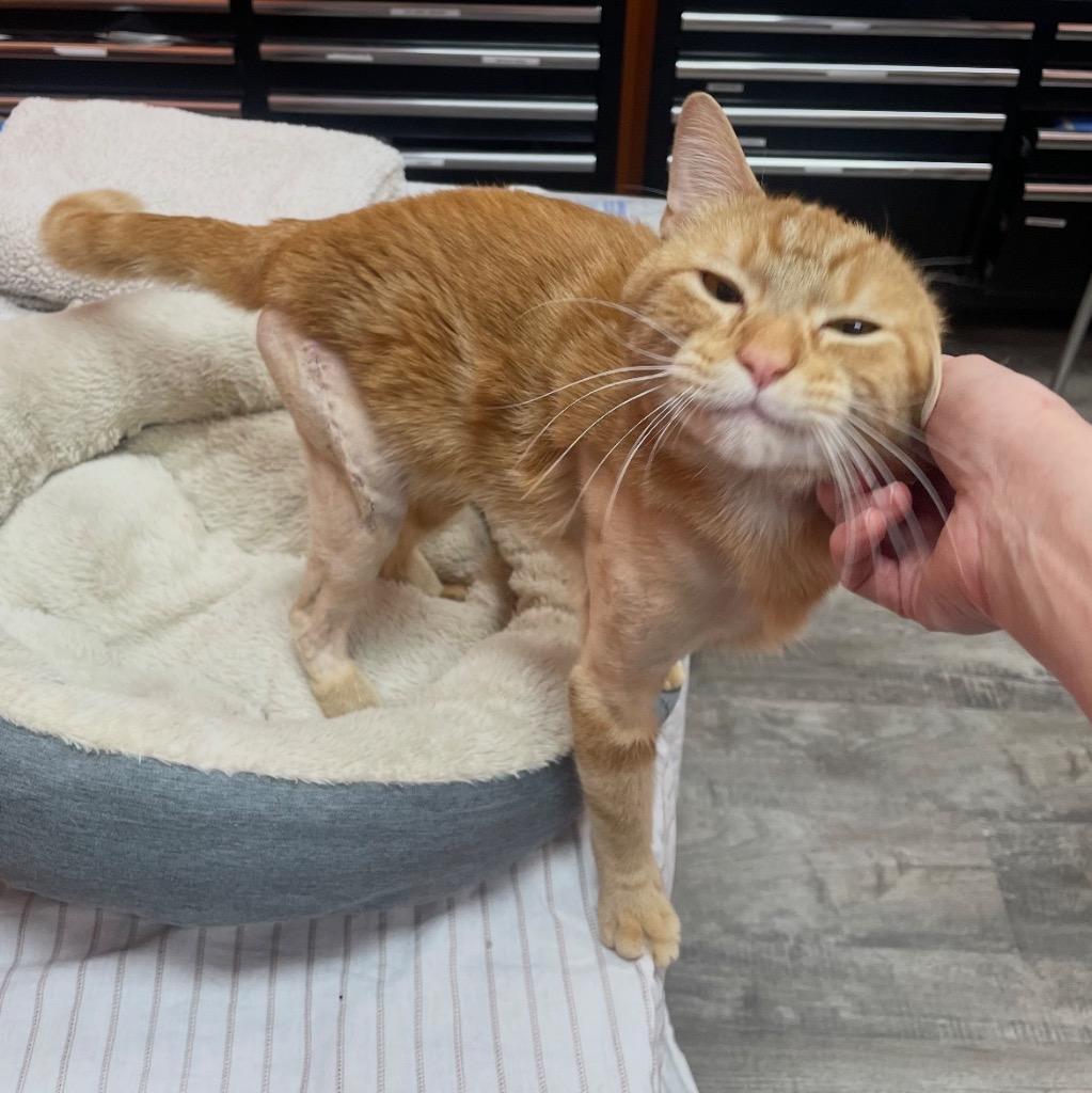 Agent Cooper, Adoptable, Adult Male Domestic Short Hair.