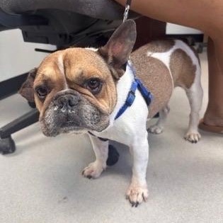 Enlarge Porkchop, a Adoptable mixed breed in Portland, ME image 1/1