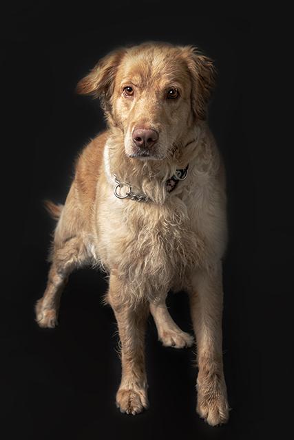 WILLOW, Adoptable, Young Female Golden Retriever & Nova Scotia Duck Tolling Retriever.