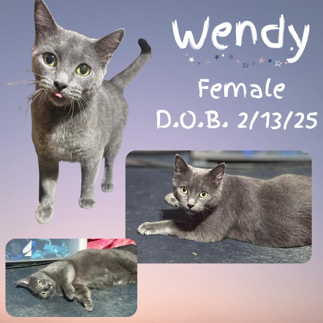 Wendy, an adoptable mixed breed in Caldwell, TX image 1/2