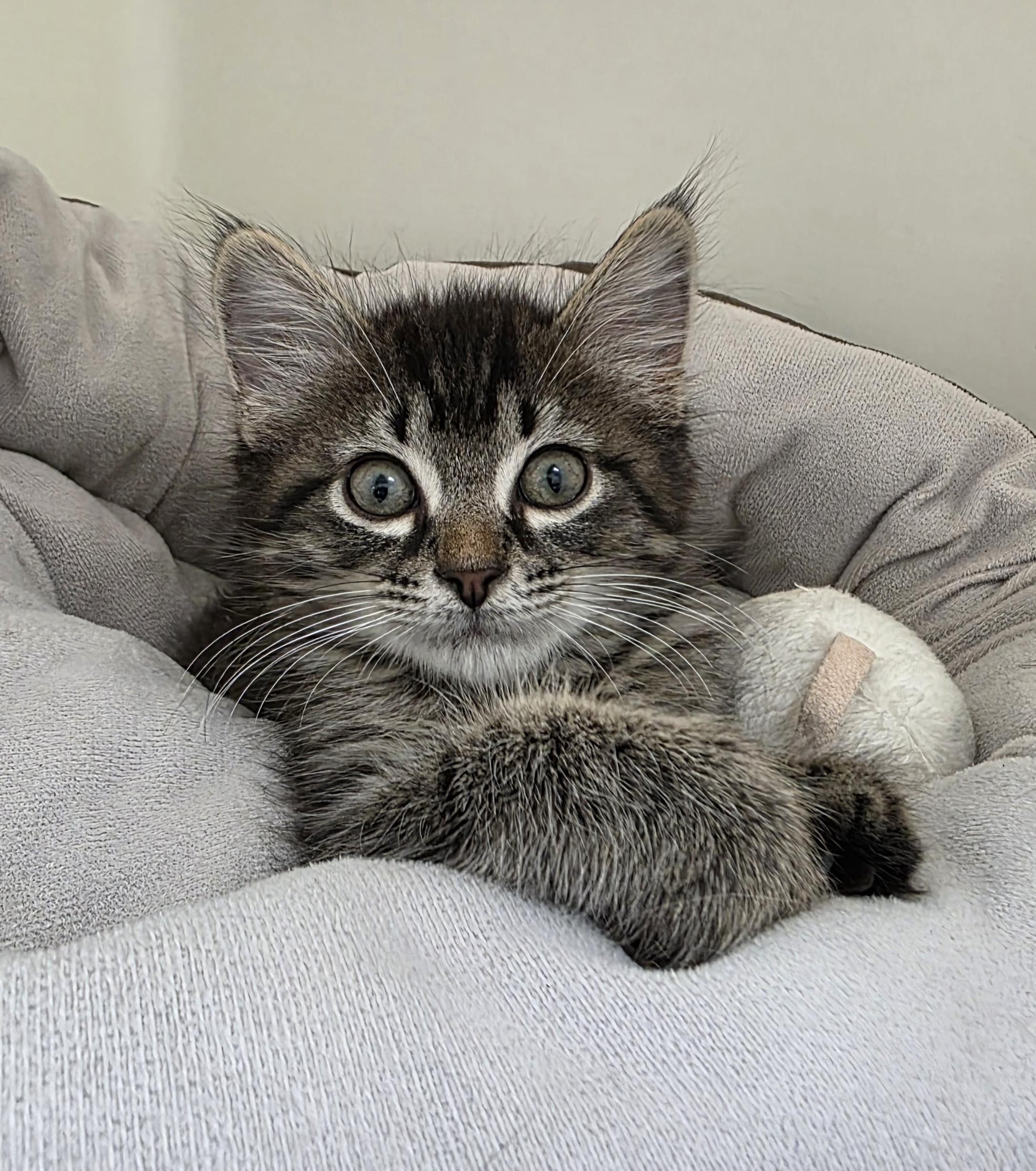 Fettuccine, adopted, Kitten Male Domestic Medium Hair.