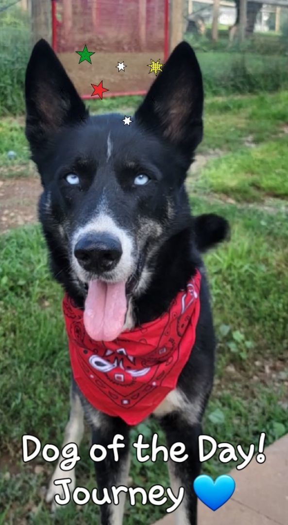 Journey , Adopted, Adult Male Husky.