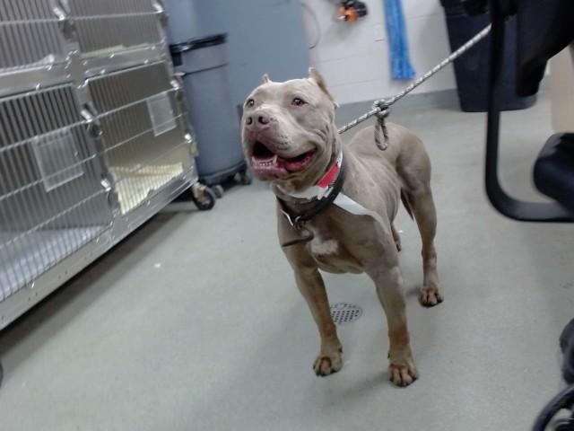 Enlarge DUKE, a Adoptable Pit Bull Terrier in Salinas, CA image 1/1