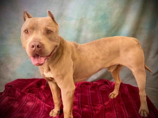 DUKE, Adoptable, Young Male Pit Bull Terrier.