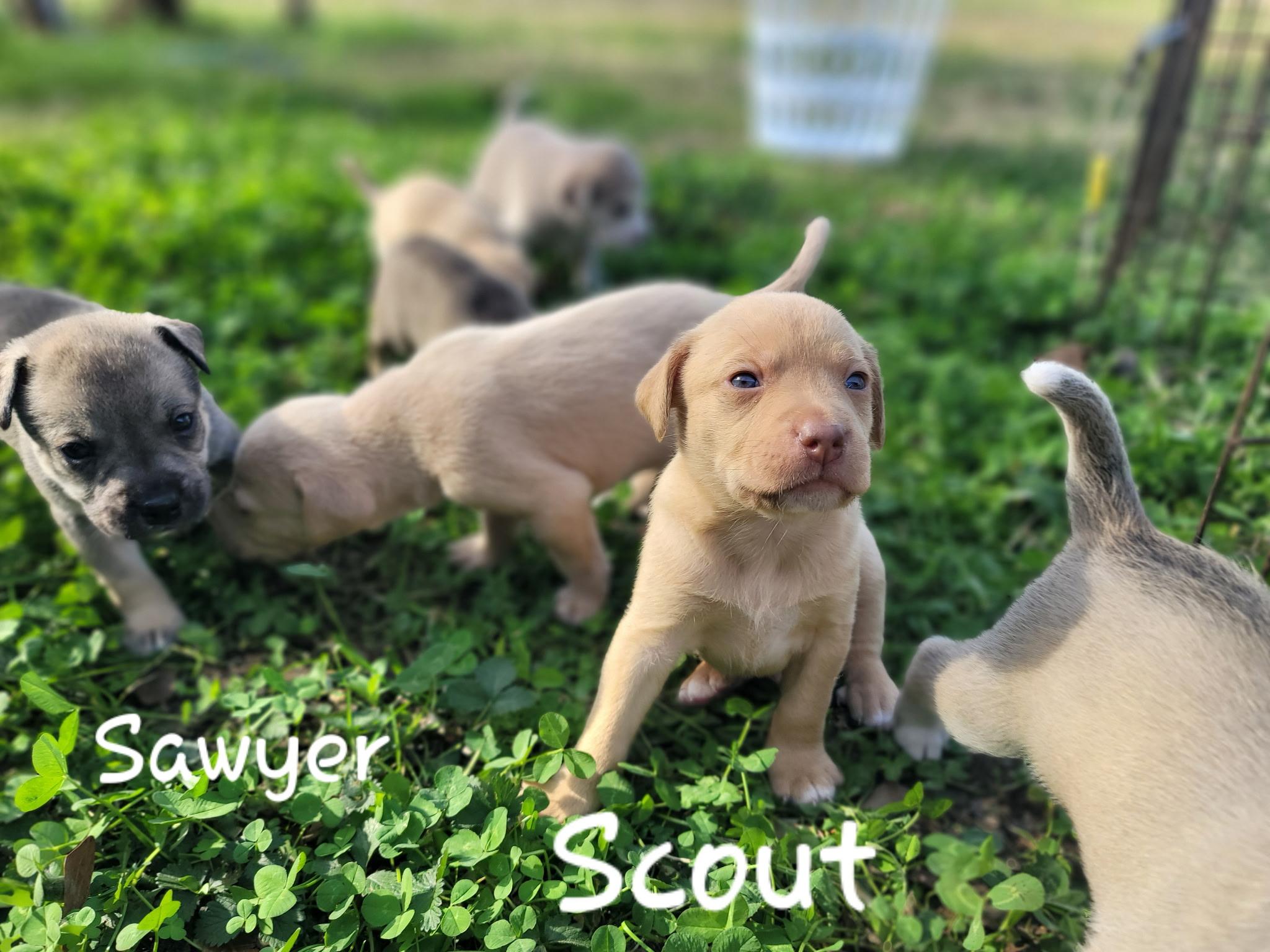 Scout, a Adoptable mixed breed in Orlando, FL image 3/4