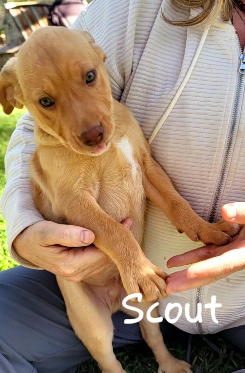 Scout, Adoptable, Puppy Male Shepherd.