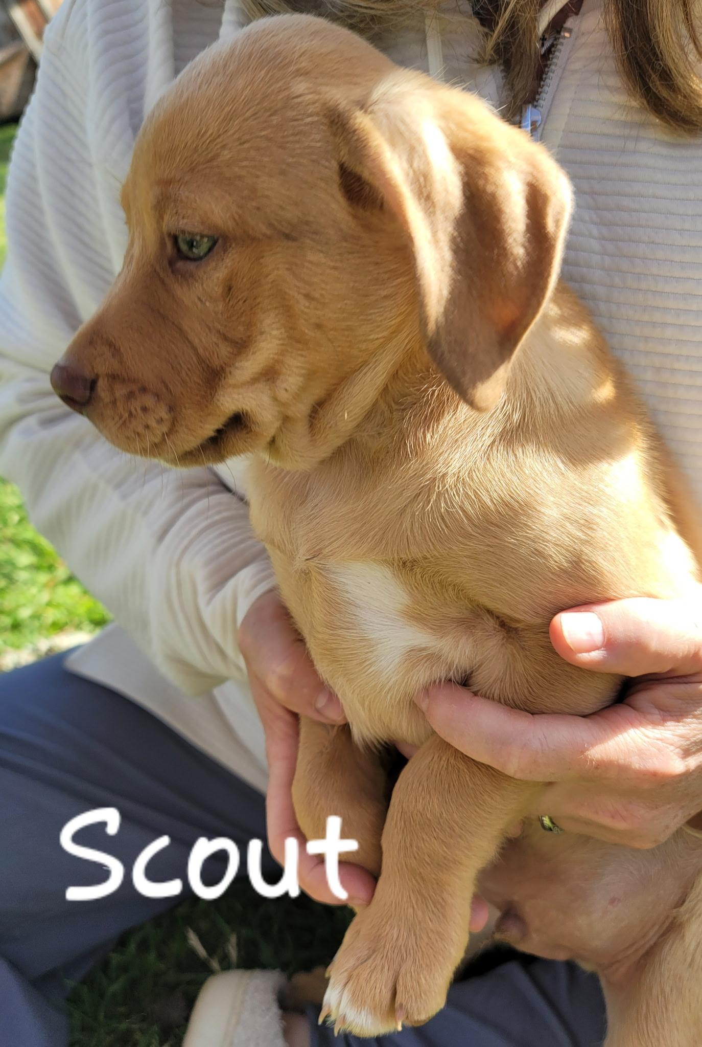 Scout, a Adoptable mixed breed in Orlando, FL image 2/4