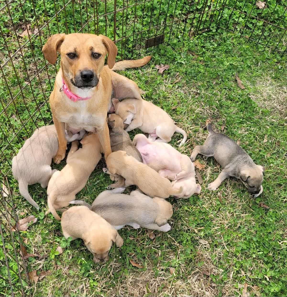 Scout, a Adoptable mixed breed in Orlando, FL image 4/4