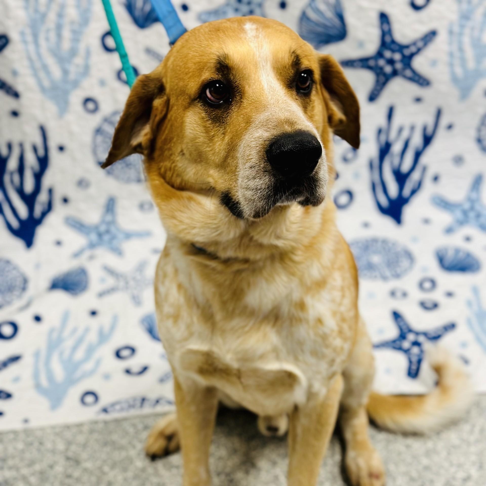 Enlarge Judah, a ADOPTABLE English Coonhound in Manahawkin, NJ image 3/3