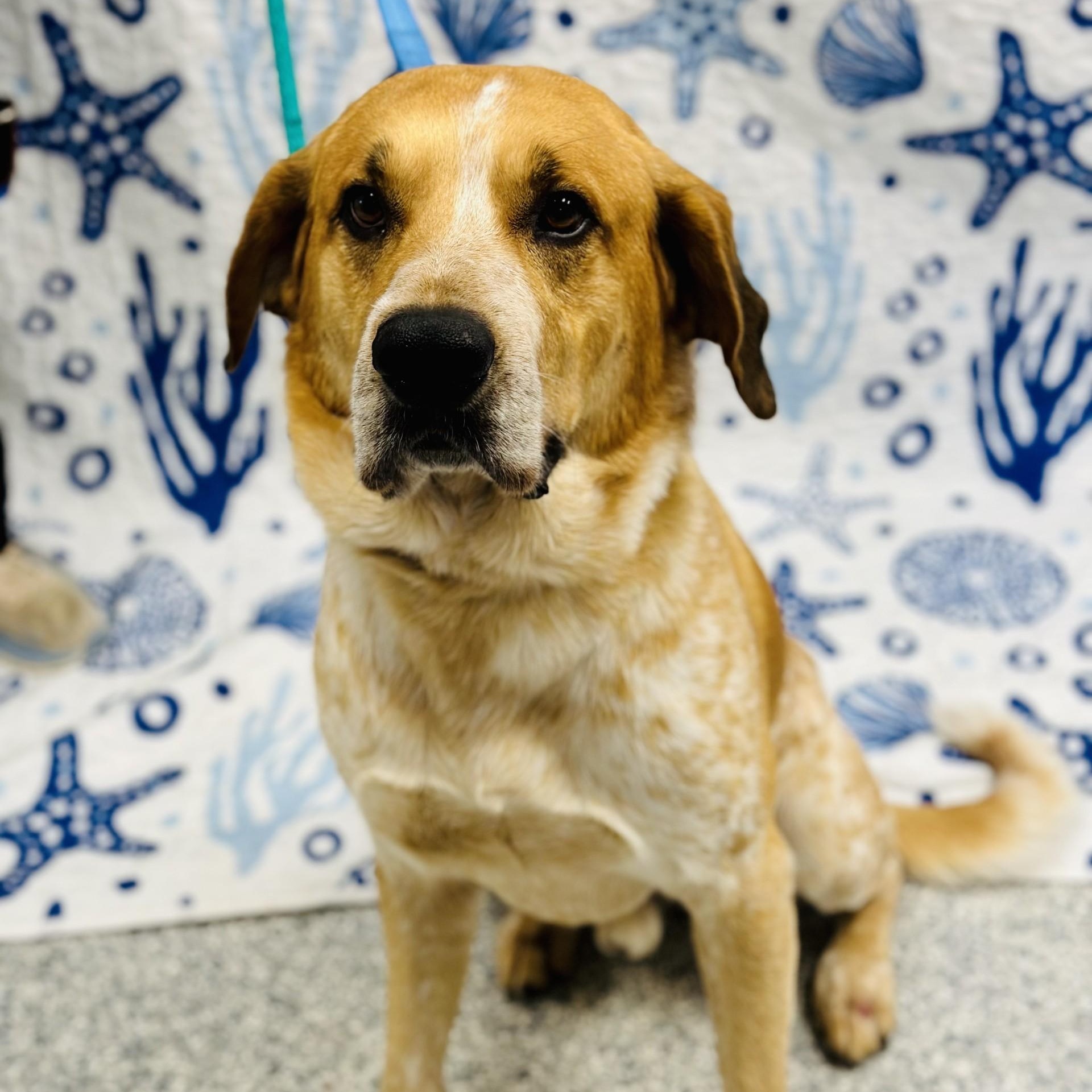 Enlarge Judah, a ADOPTABLE English Coonhound in Manahawkin, NJ image 2/3