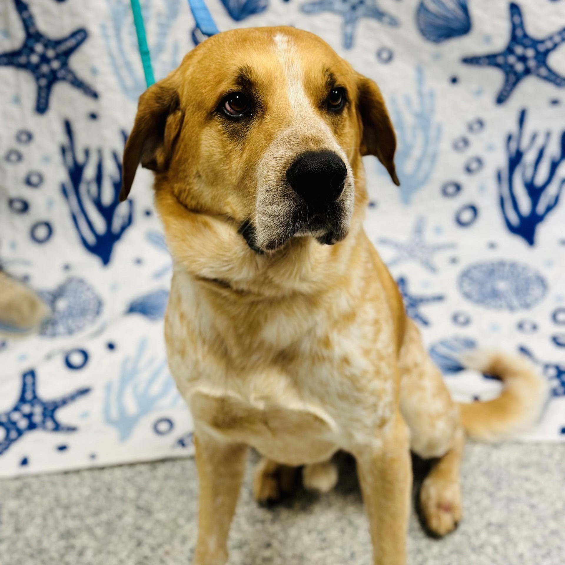 Judah, ADOPTABLE, Adult Male English Coonhound.