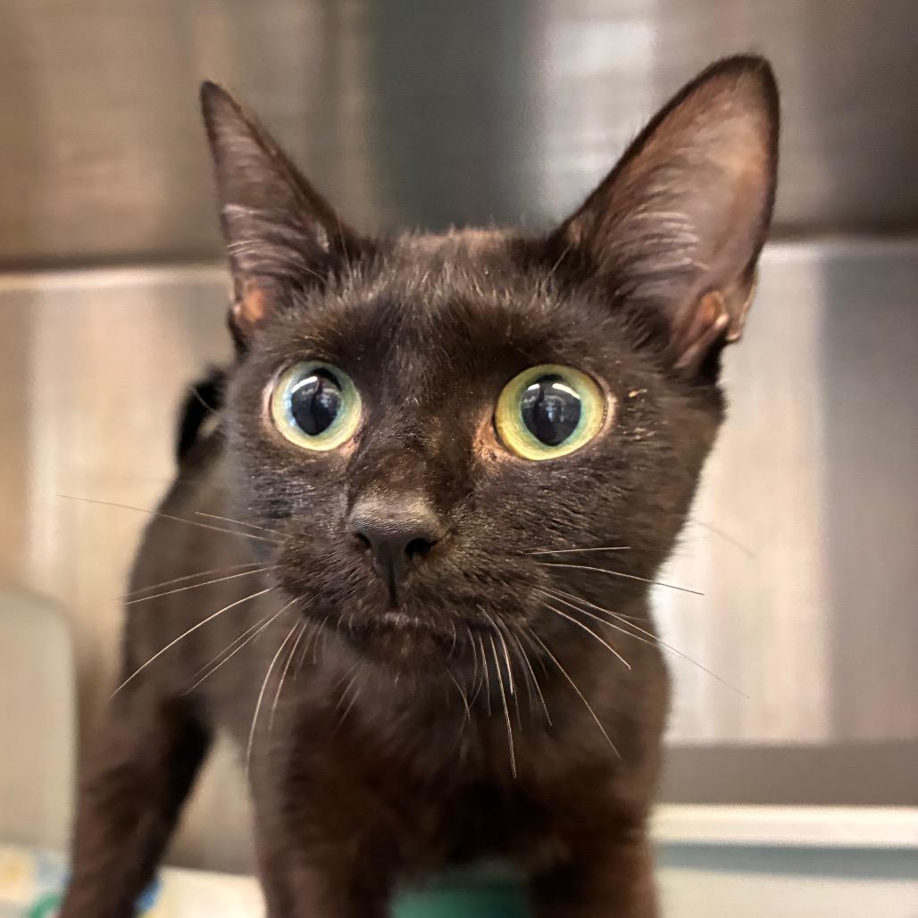 Enlarge Boo, a Adoptable Domestic Short Hair in Manhattan, KS image 1/2