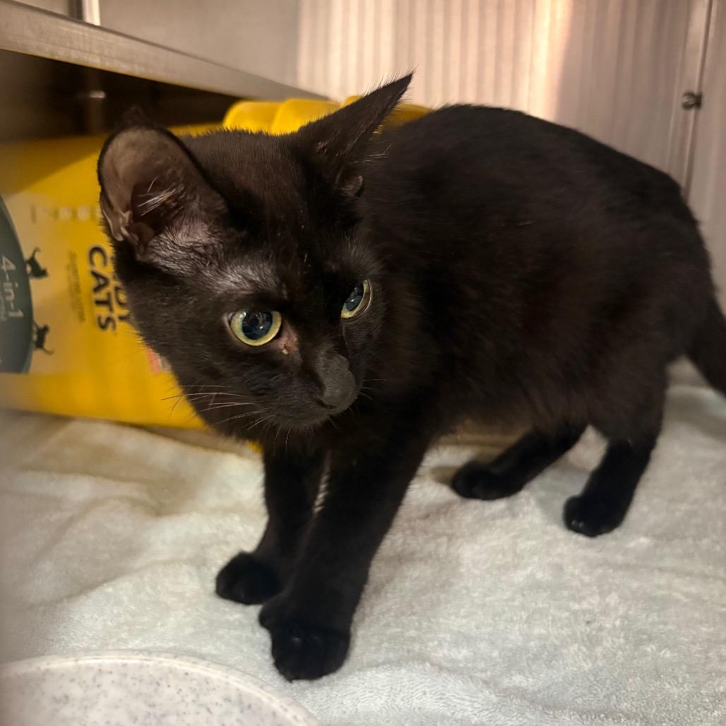 Enlarge Boo, a Adoptable Domestic Short Hair in Manhattan, KS image 1/1