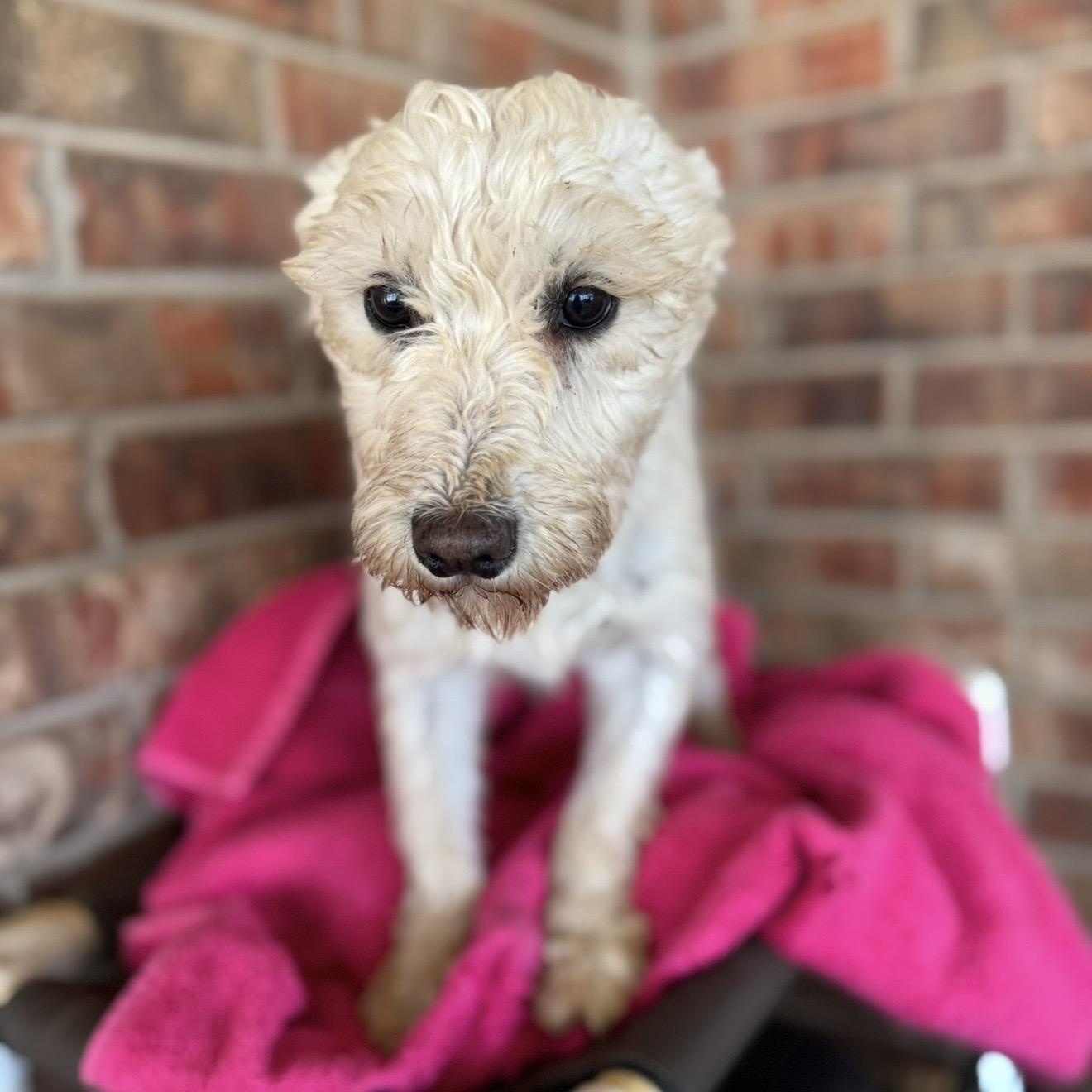 Schnee , ADOPTABLE, Adult Female Miniature Schnauzer.