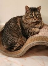 Cinnamon