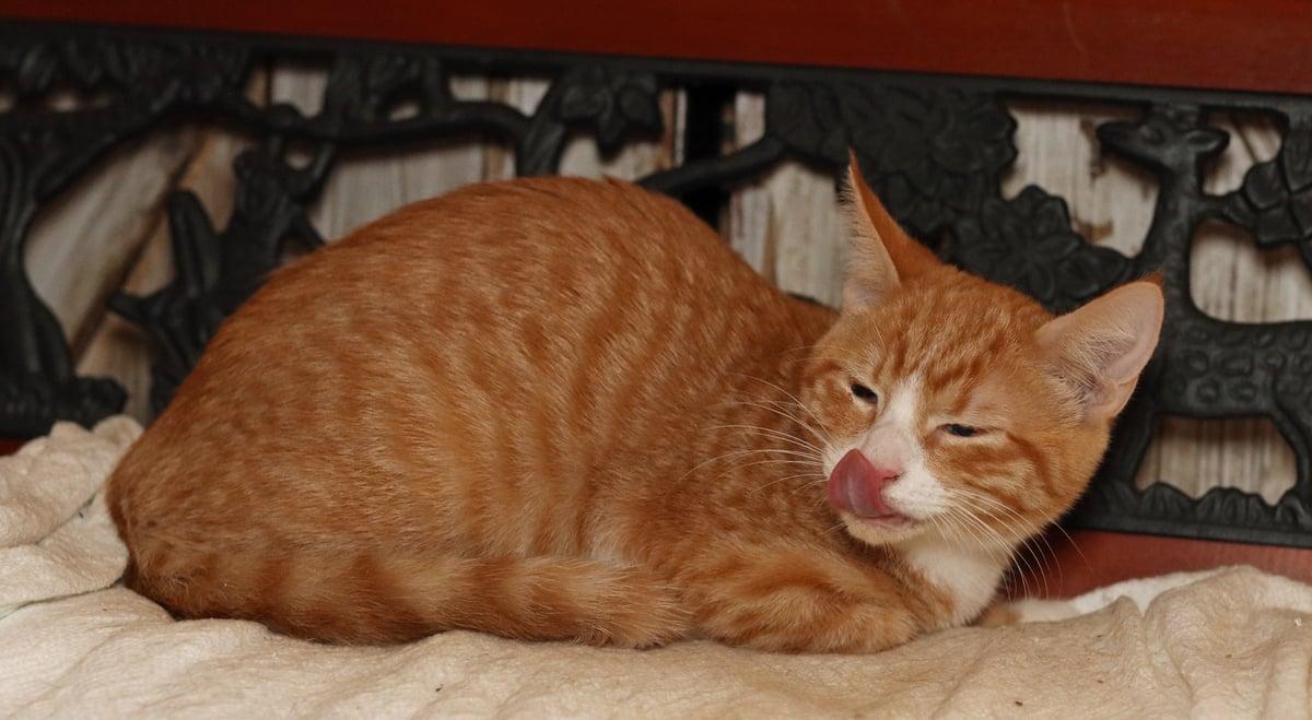 Gumball, an adopted Tabby in Houston, TX image 2/5