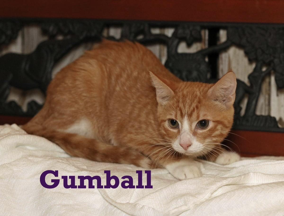 Gumball, adopted, Young Male Tabby.