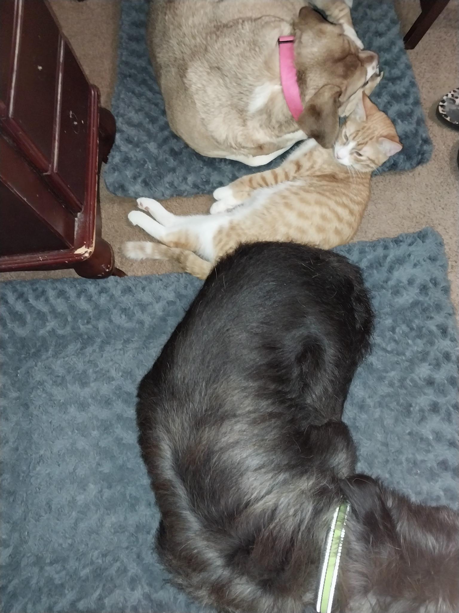 Gumball, an adopted Tabby in Houston, TX image 4/5