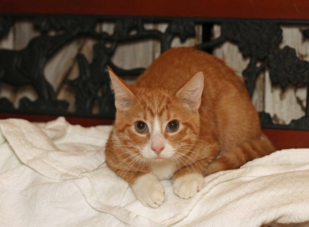 Gumball, an adopted Tabby in Houston, TX image 3/5