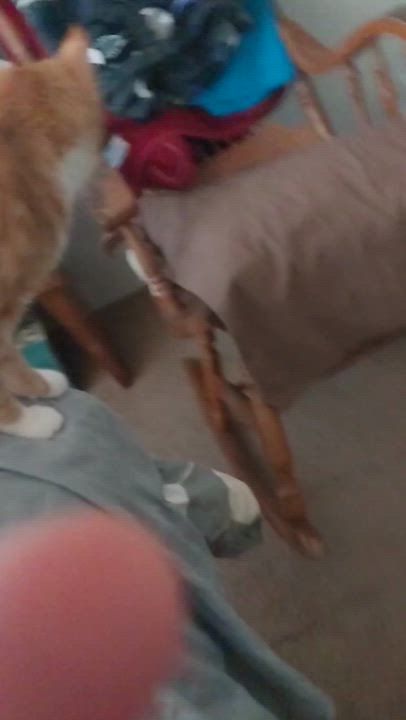 Enlarge Gumball, an adopted Tabby in Houston, TX video 5/5