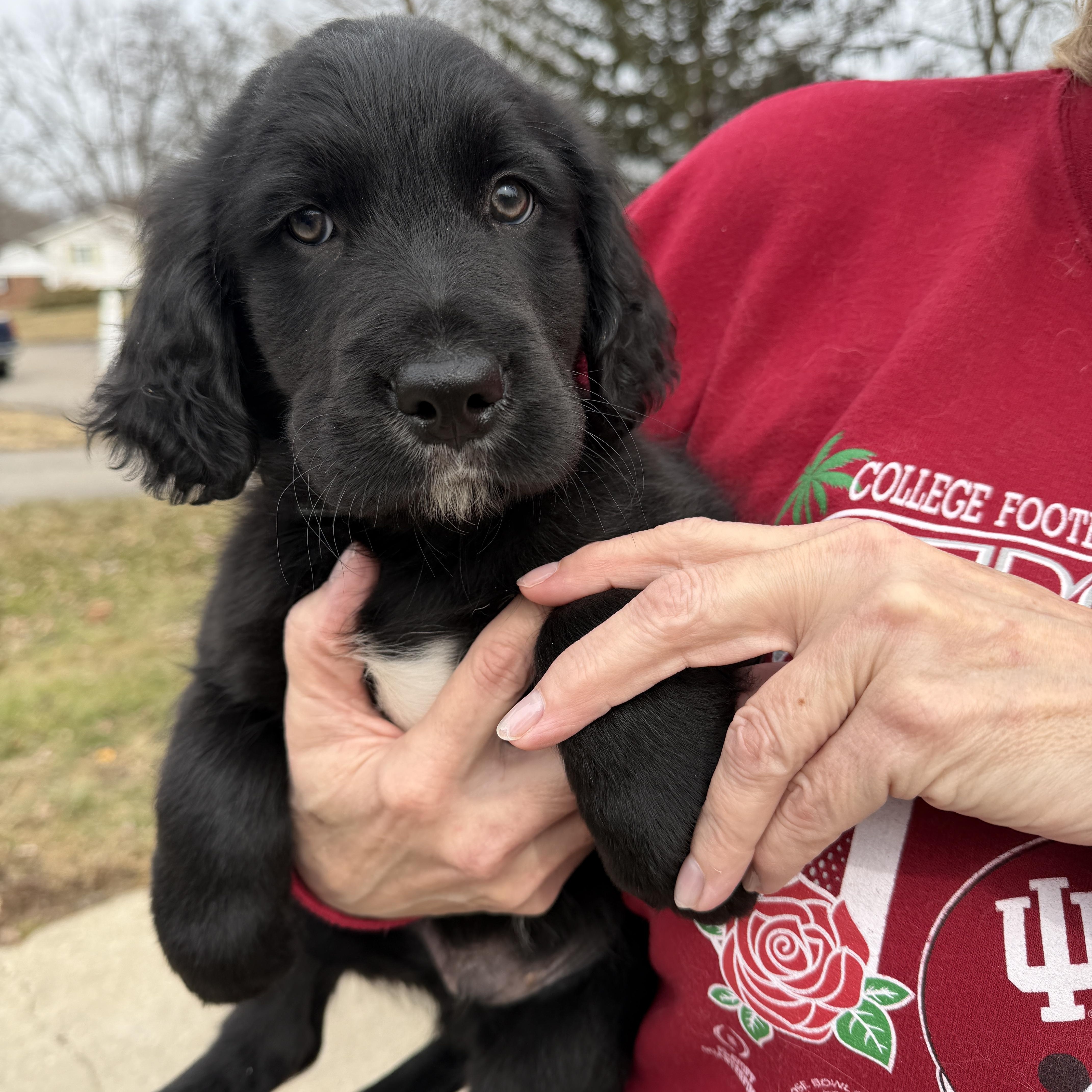 Enlarge Valetin, an adopted mixed breed in Jeffersonville, IN image 2/2