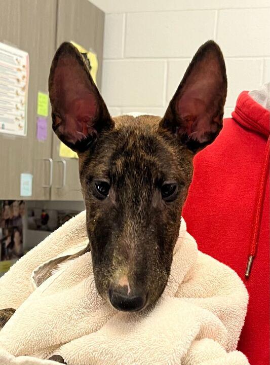 24-017 Rita Roo, Adopted, Adult Female Bull Terrier.