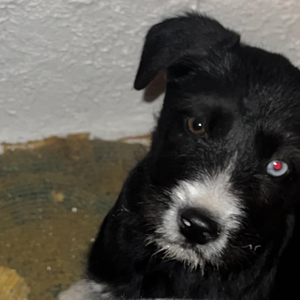 Enlarge Ziggy, a Adoptable mixed breed in Pinson, TN image 1/3