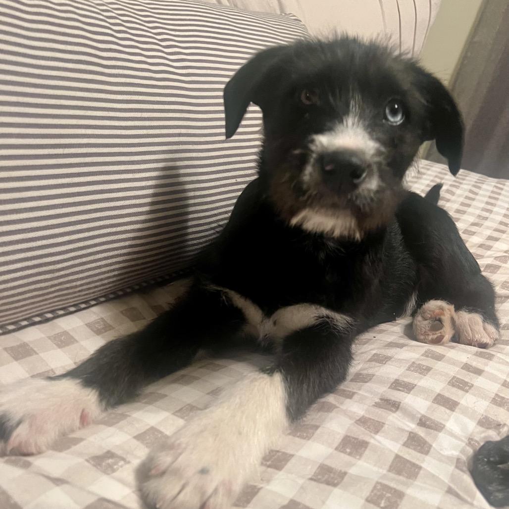 Ziggy, Adoptable, Puppy Male Husky & Labrador Retriever.