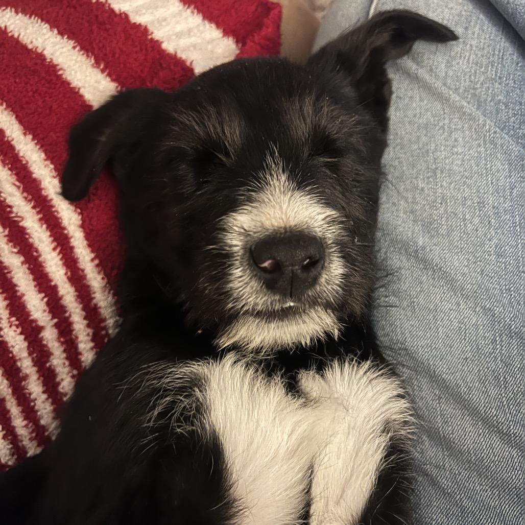 Enlarge Ziggy, a Adoptable mixed breed in Pinson, TN image 2/3