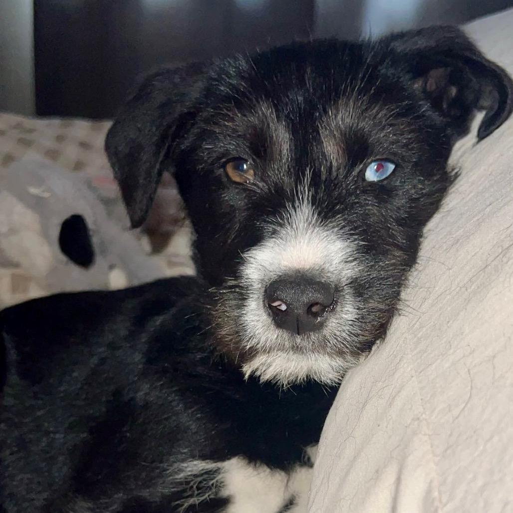 Enlarge Ziggy, a Adoptable mixed breed in Pinson, TN image 3/3