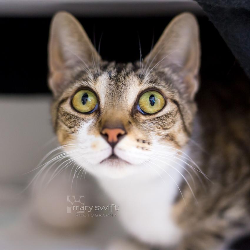 Rue, Adult Female Domestic Short Hair
