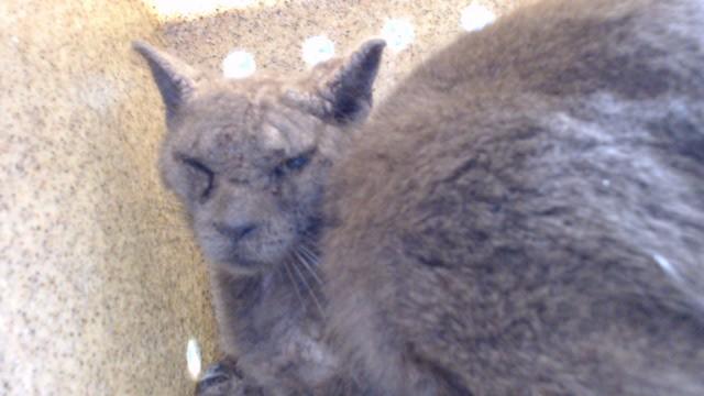NABOKOV, Adoptable, Adult Male Domestic Short Hair.
