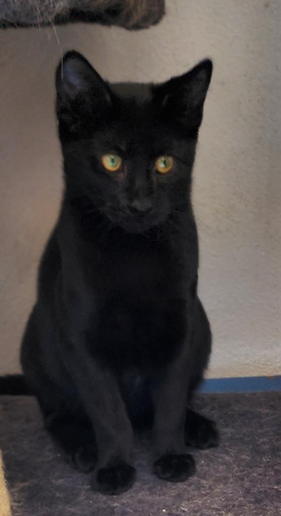 Beanie, a Adoptable mixed breed in Port Jervis, NY image 2/3