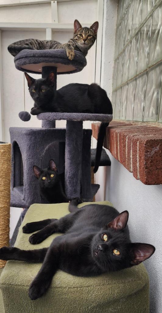 Beanie, a Adoptable mixed breed in Port Jervis, NY image 3/3