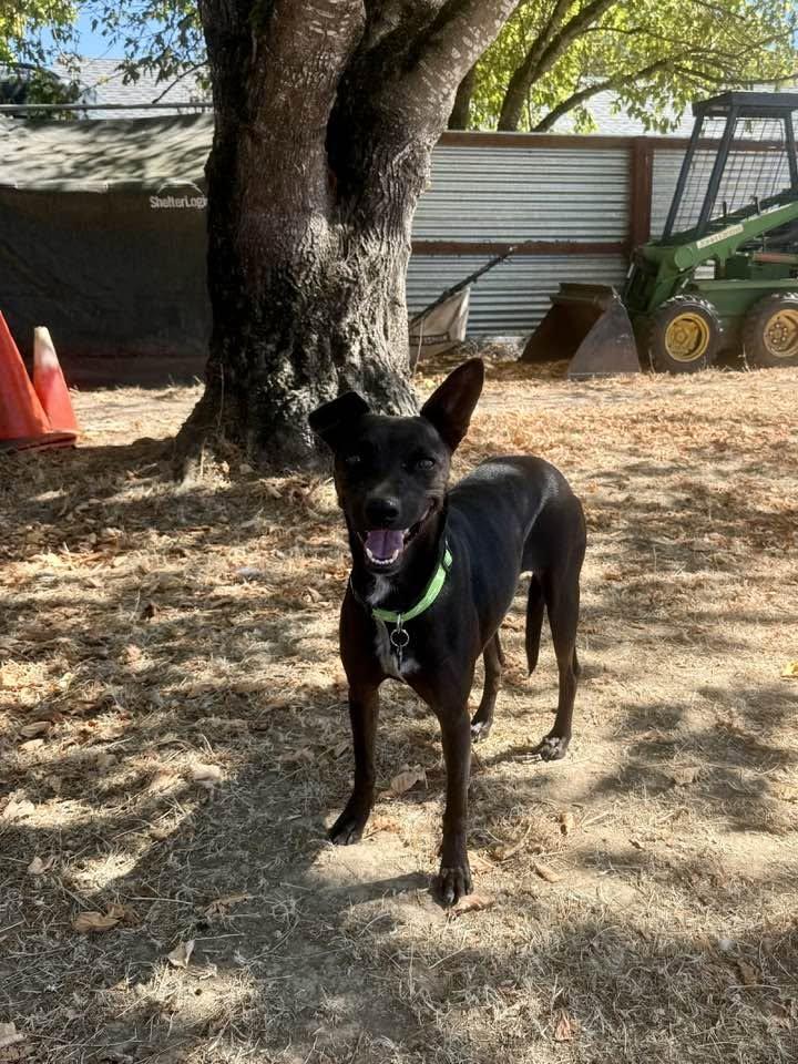 Michelle, Adoptable, Young Female Terrier.