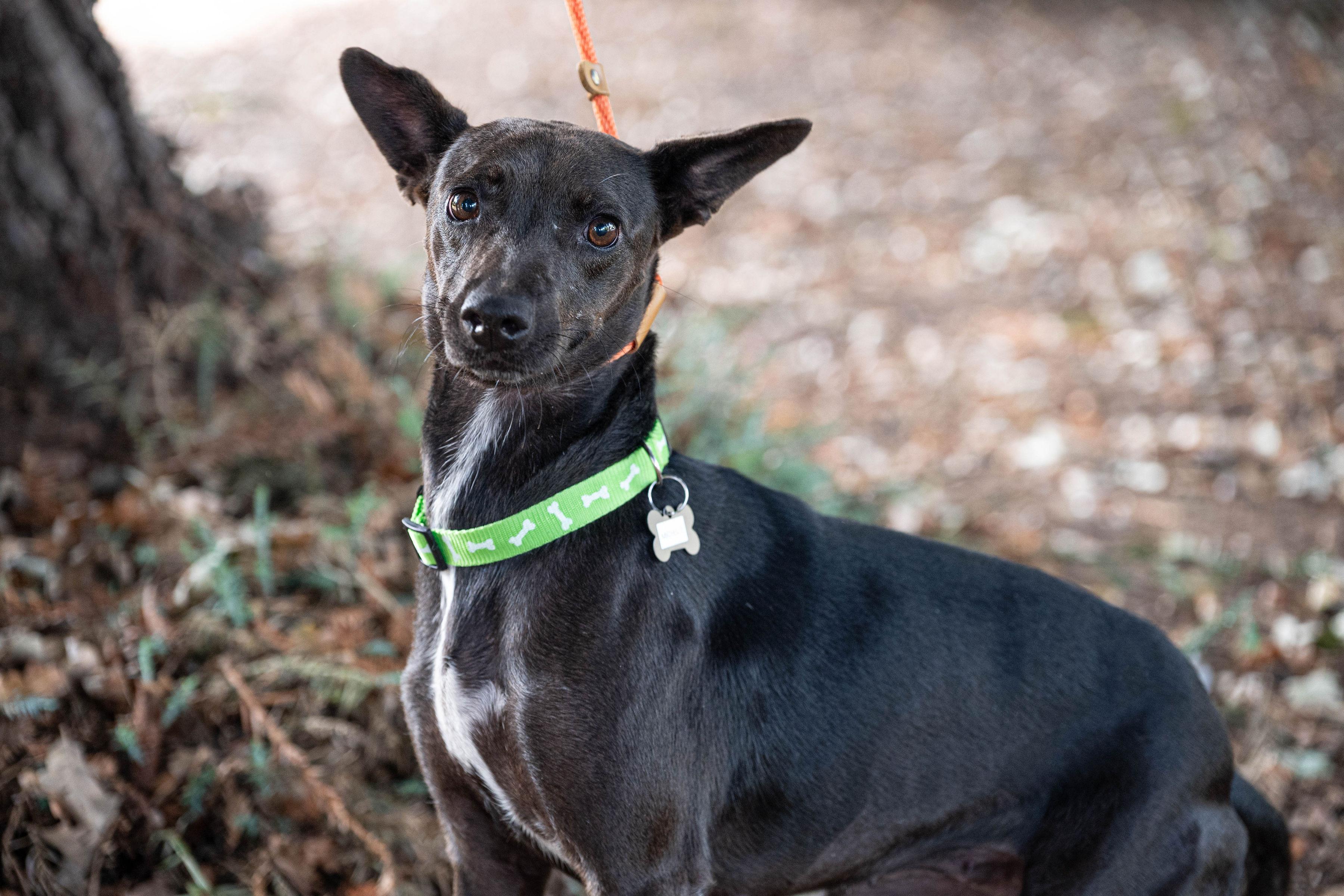 Enlarge Michelle, a Adoptable mixed breed in Santa Rosa, CA image 4/5