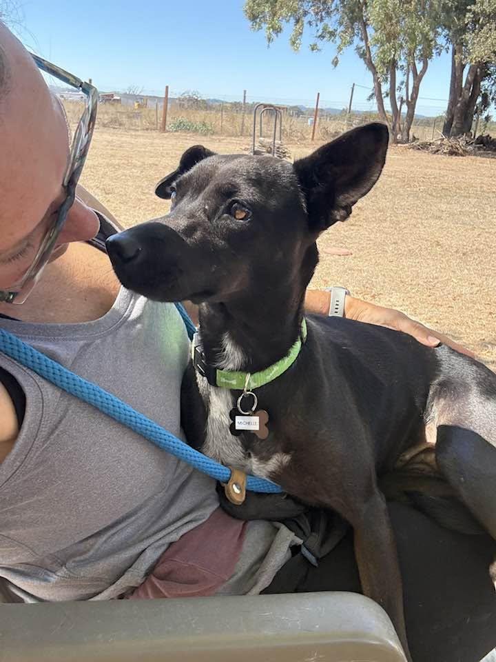 Enlarge Michelle, a Adoptable mixed breed in Santa Rosa, CA image 2/5