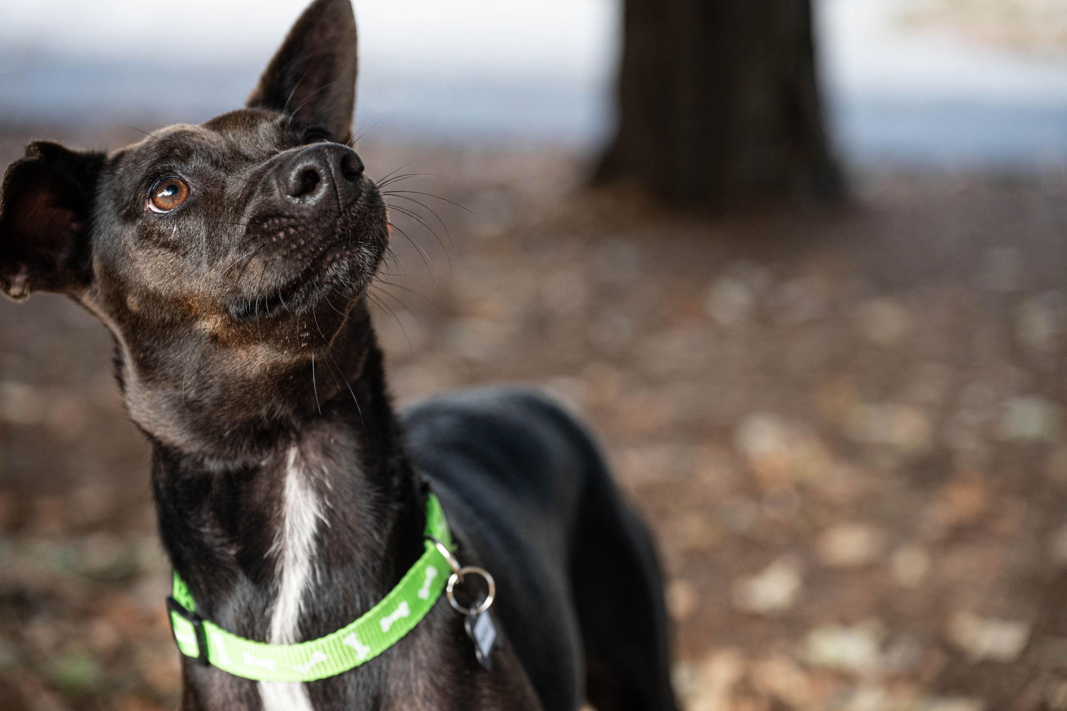 Enlarge Michelle, a Adoptable mixed breed in Santa Rosa, CA image 3/5