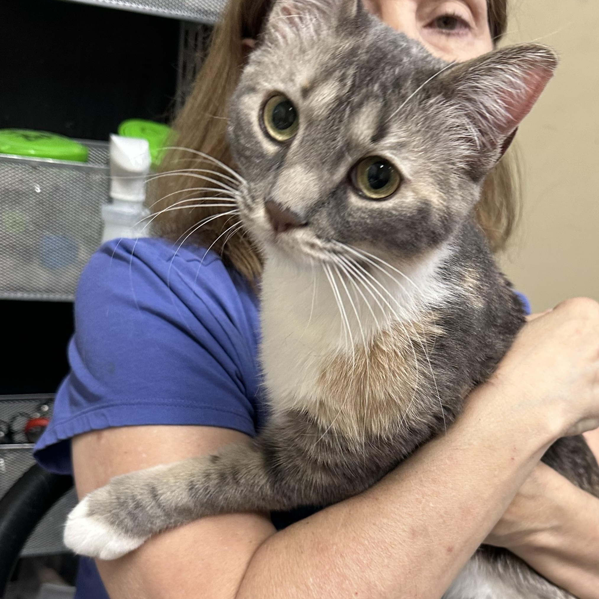 Cali Coming In, a ADOPTABLE Dilute Tortoiseshell in Clifton, NJ image 3/4