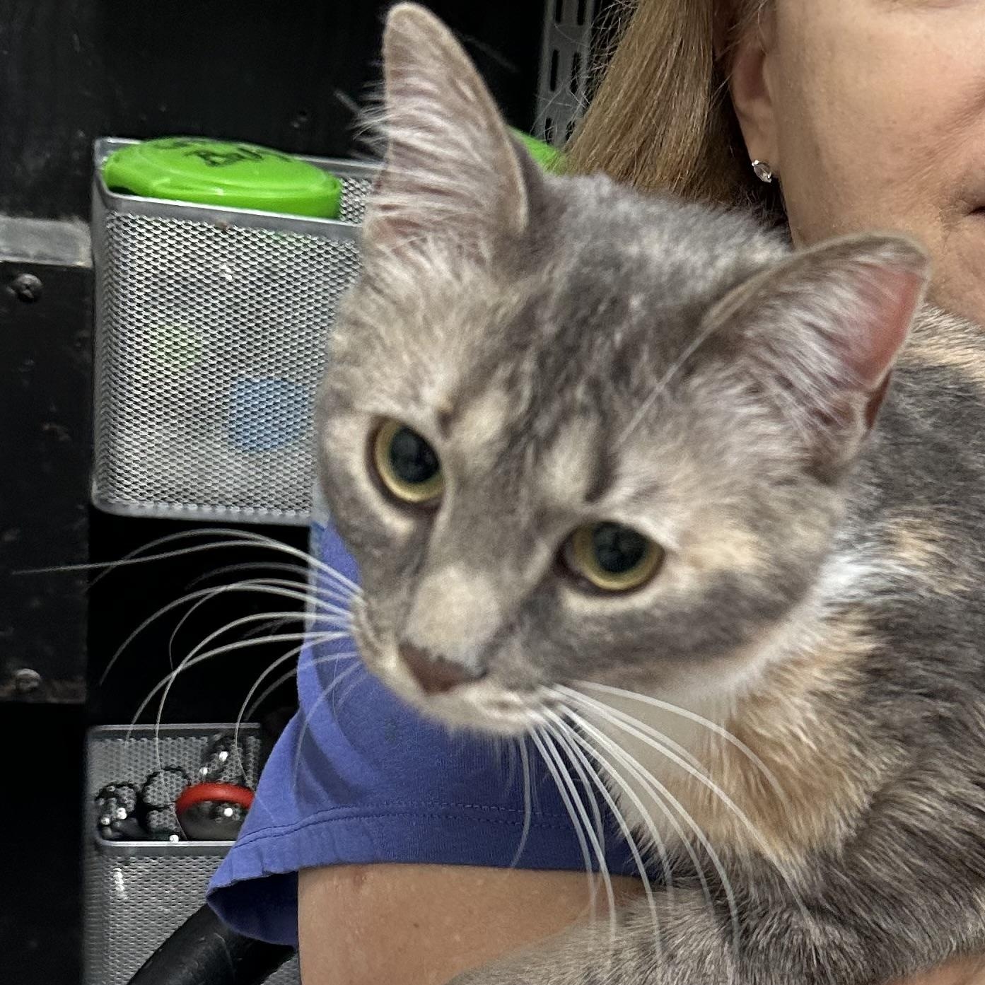 Cali Coming In, a ADOPTABLE Dilute Tortoiseshell in Clifton, NJ image 2/4