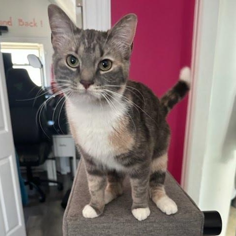 Cali Coming In, ADOPTABLE, Young Female Dilute Tortoiseshell.