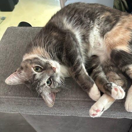 Cali Coming In, a ADOPTABLE Dilute Tortoiseshell in Clifton, NJ image 4/4